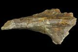 Permian Amphibian Fossil Bone - Texas #153756-3